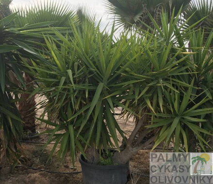 YUCCA ELEGANS ELEPHANTIPES