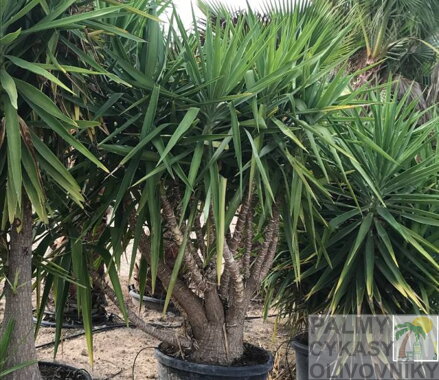YUCCA ELEGANS ELEPHANTIPES
