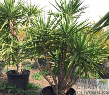 YUCCA ELEGANS ELEPHANTIPES