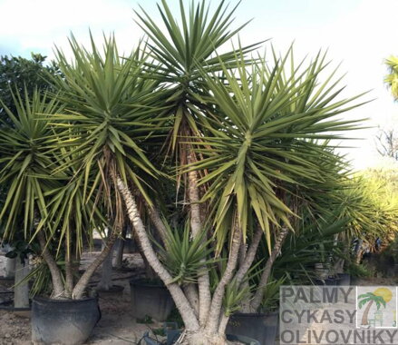 YUCCA ELEGANS ELEPHANTIPES