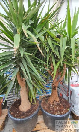 YUCCA ELEGANS ELEPHANTIPES