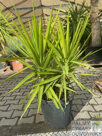 Yucca Elephantipes výška 40-60cm
