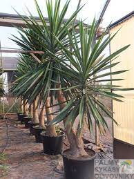YUCCA ELEPHANTIPES