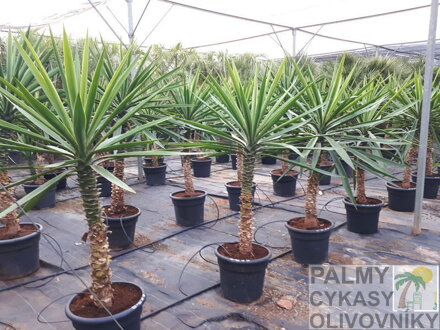 YUCCA ELEPHANTIPES
