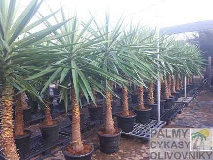 YUCCA ELEPHANTIPES