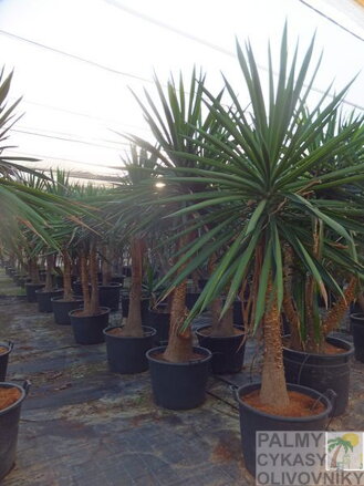 YUCCA ELEPHANTIPES