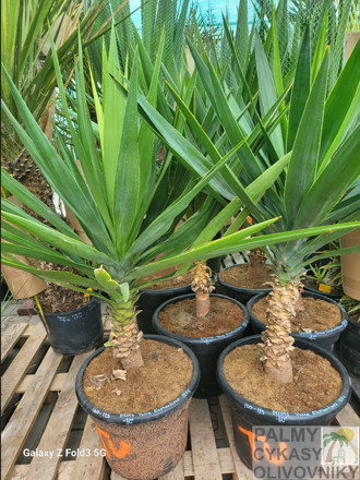 Yucca Elephantipes 100-125cm 