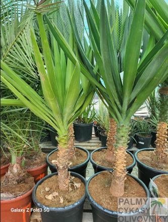 Yucca Elephantipes 125-150cm 