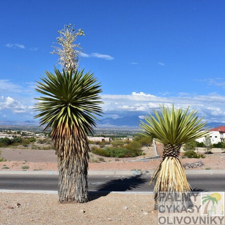 Yucca Faxoniana - 10ks semien