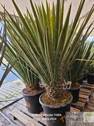 Yucca Faxoniana výška 200-220cm 65 litrov