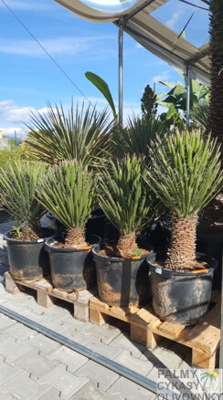 Yucca Filifera 100-125cm