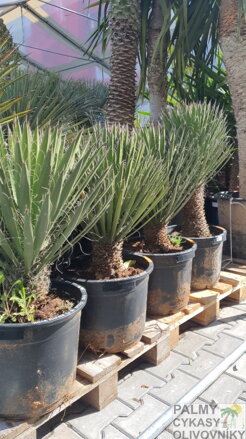 YUCCA FILIFERA