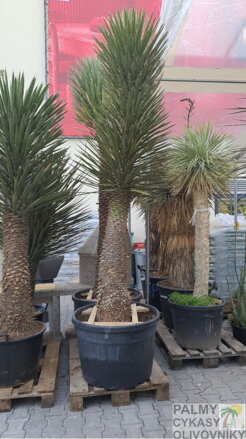 Yucca Filifera 350cm, kmeň 250cm