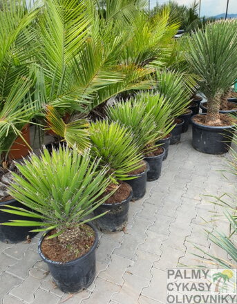 YUCCA FILIFERA 80 - 100 cm