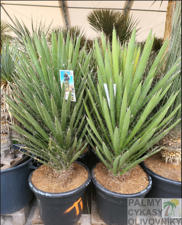 Yucca Filifera 80-100cm