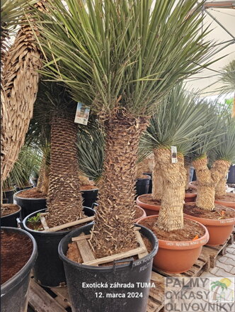 Yucca Filifera multihlavy výška 150-175cm 130 litrov