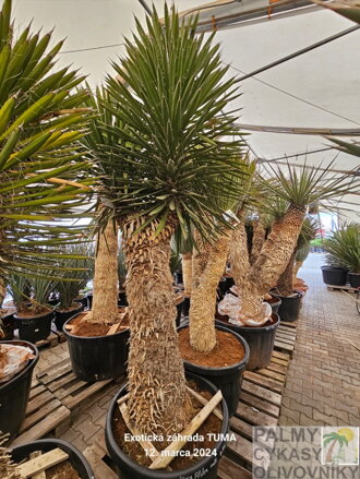 Yucca Filifera multihlavy výška 200-225cm 230 litrov
