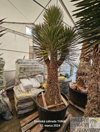 Yucca Filifera multihlavy výška 225-250cm 230 litrov