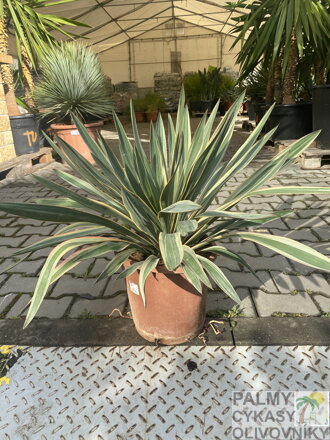 Yucca Gloriosa 10L