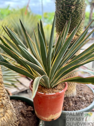 Yucca Gloriosa 10L