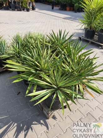 YUCCA GLORIOSA 60 - 80 cm