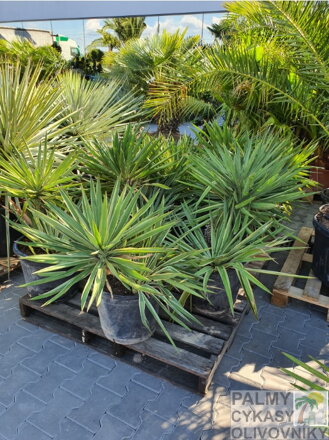 YUCCA GLORIOSA 80 - 100 cm