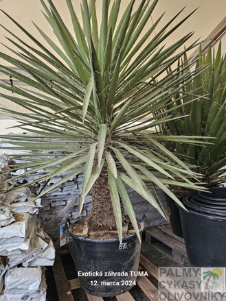 Yucca hibrid Filifera australis 150-175cm, 110Lt.
