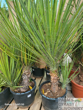 Yucca Hibrida 120-140cm 