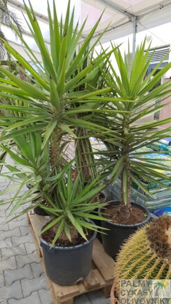 Yucca Jewel Elmila 120-140cm