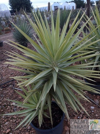 YUCCA JEWEL ELMILA