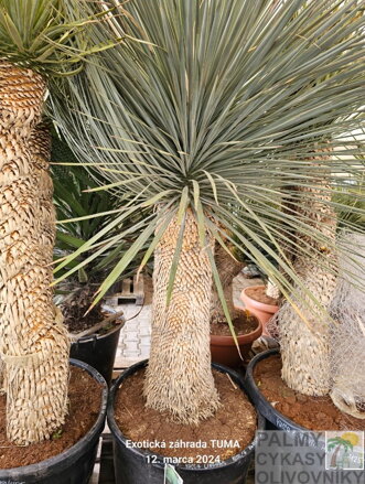 Yucca Linearifolia  Galeana výška 175-200cm 80 litrov