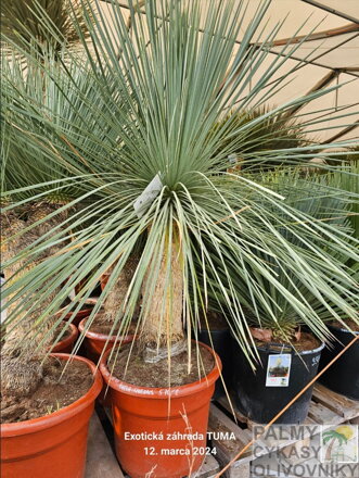 Yucca Linearifolia  výška 125-150cm 45 litrov