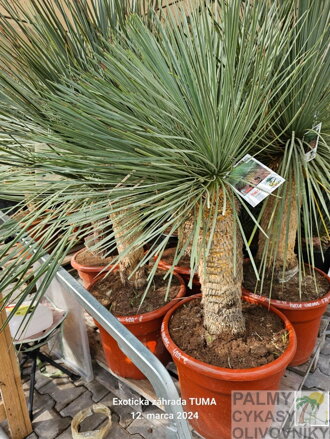 Yucca Linearifolia  výška 100-125cm