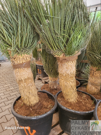 Yucca Linearifolia  výška 125-150cm