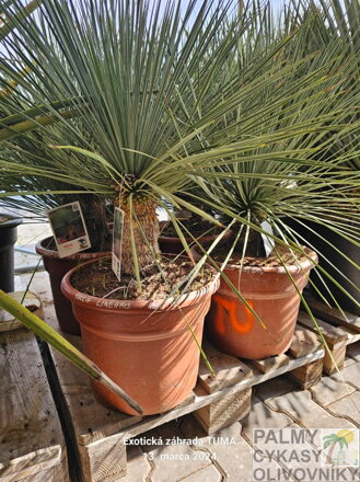 Yucca Linearifolia výška 60-80cm