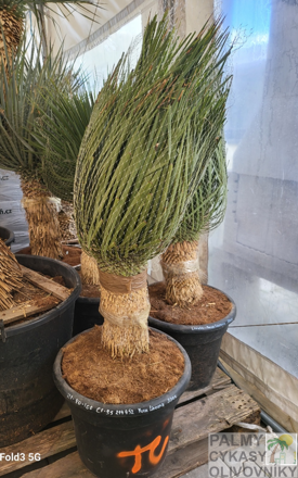 Yucca Linearifolia  výška 80-100cm