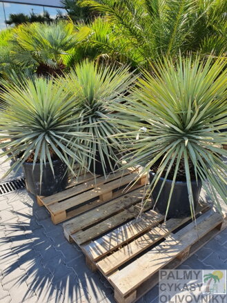 YUCCA RIGIDA 110-130 cm