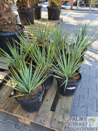 YUCCA RIGIDA 60-80 cm