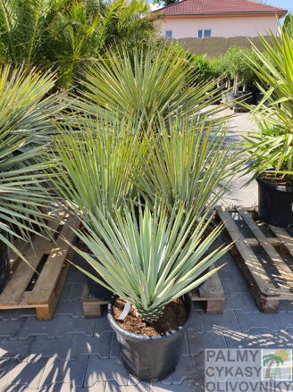 YUCCA RIGIDA 80 - 100 cm