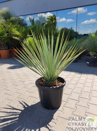 Yucca Rigida  výška 80-100cm