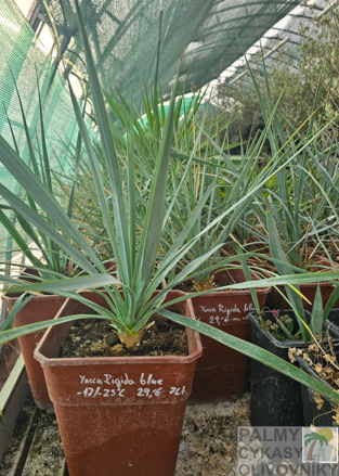 Yucca Rigida  blue semenáč 7Lt.