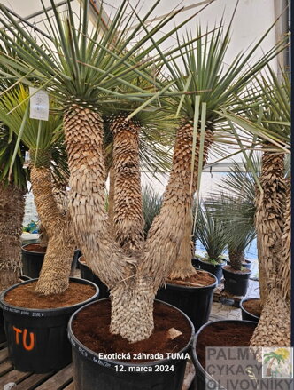 Yucca Rigida Ramificada trojhlavá výška 175-200cm