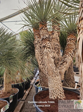 Yucca Rigida Ramificada štvorhlavá  výška 275-300cm
