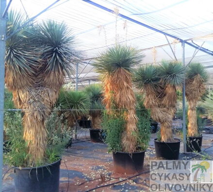 YUCCA ROSTRATA HIDRA A