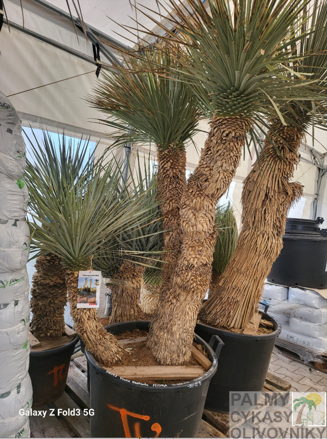Yucca Rostrata  Hidra 150-175 5C