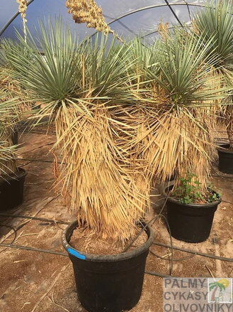 YUCCA ROSTRATA HIDRA A