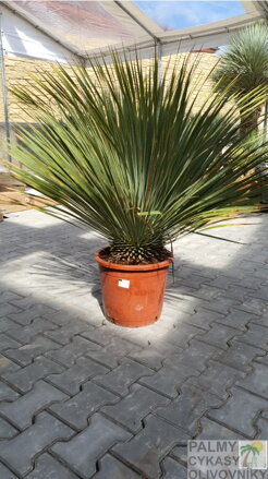 Yucca Rostrata  výška 110-120cm