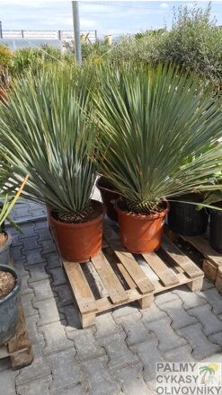 YUCCA ROSTRATA 110 - 120 cm