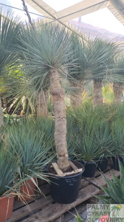 Yucca Rostrata  výška 180cm, kmeň 100 - 120cm