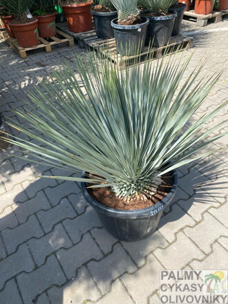 Yucca Rostrata  výška 90/100cm